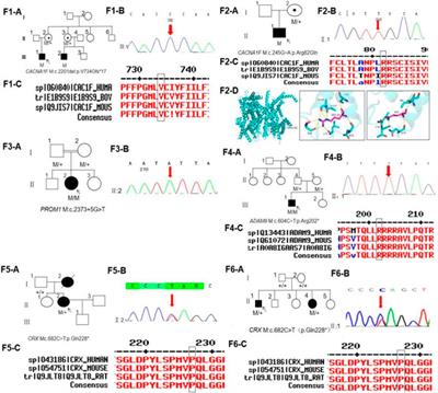 Four different gene-related cone–rod dystrophy: clinical and genetic findings in six Chinese families with diverse modes of inheritance